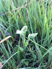 Spiranthes aestivalis