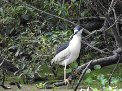 Nycticorax nycticorax
