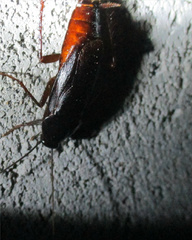 Blatta orientalis