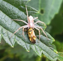 Philodromus cespitum