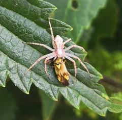 Philodromus cespitum