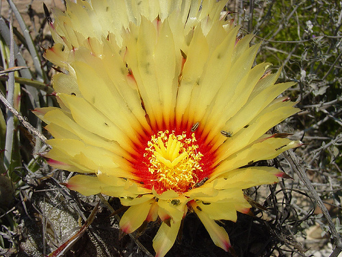 Astrophytum capricorne