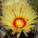 Goat's-horn Cactus - Photo (c) CARLOS VELAZCO, some rights reserved (CC BY-NC)
