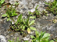 Erigeron philadelphicus provancheri
