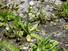 Erigeron philadelphicus provancheri