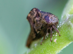 Telamona ampelopsidis