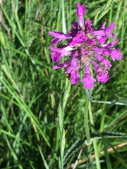 Betonica officinalis
