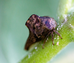 Telamona ampelopsidis
