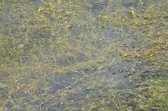 Potamogeton trichoides