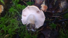 Hydnum rufescens