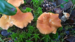 Hydnum rufescens