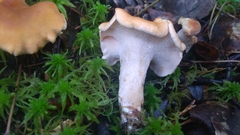 Hydnum rufescens