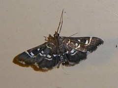 Diathrausta harlequinalis