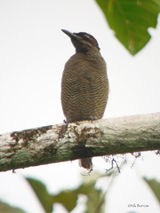 Cicinnurus magnificus