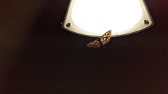 Nausinoe geometralis