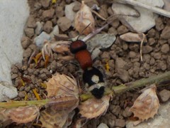 Ronisia brutia