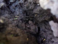 Pseudopaludicola falcipes