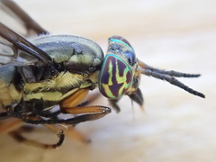 Chrysops univittatus