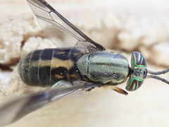 Chrysops univittatus
