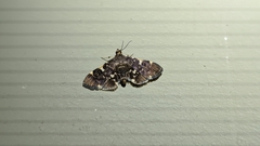 Piletocera sodalis