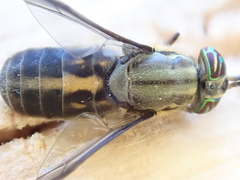 Chrysops univittatus