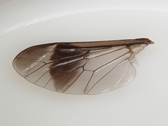 Chrysops univittatus