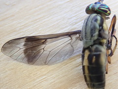 Chrysops univittatus