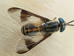 Chrysops lateralis