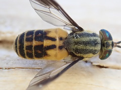 Chrysops lateralis