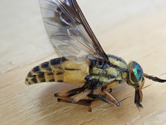 Chrysops lateralis