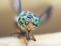 Chrysops lateralis