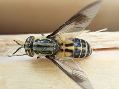 Chrysops lateralis