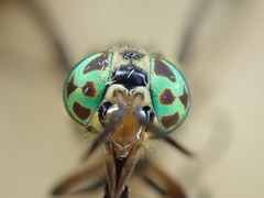 Chrysops lateralis
