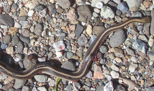 Oaxacan Patchnose Snake