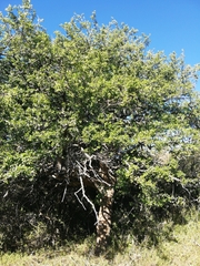 Sourberry (Dovyalis)