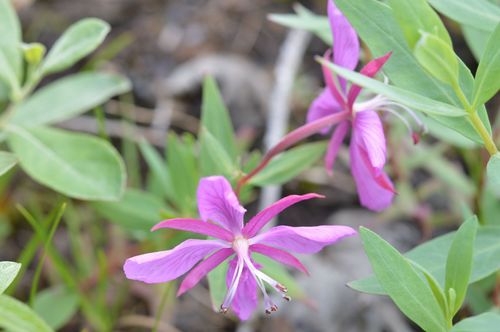 Dwarf Fireweed