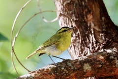 Mountain Leaf Warbler photo 2