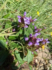 Prunella vulgaris vulgaris
