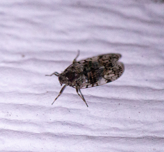 Melanoliarus placitus