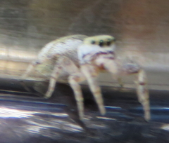 Pelegrina pervaga