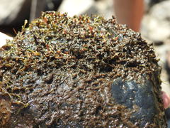 Podostemum ceratophyllum