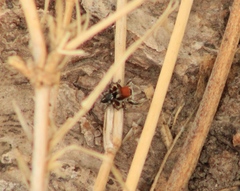 Habronattus forticulus
