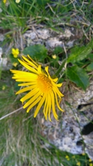 Doronicum clusii