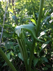 Arisaema stewardsonii