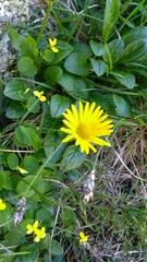 Doronicum clusii