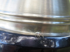 Pelegrina pervaga