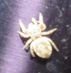 Pelegrina pervaga