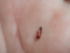 Lopidea