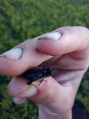 Pseudopaludicola falcipes