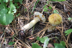 Suillus sibiricus
